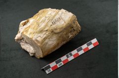 Foto (Seitenansicht) von Quercus sp.  (NHMW-GEO-2024-0188-11584)